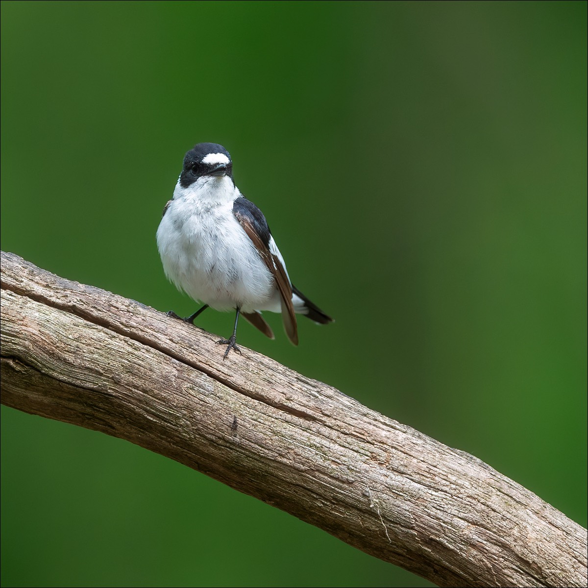 Collared Flycatcher (Withlsvliegenvanger)