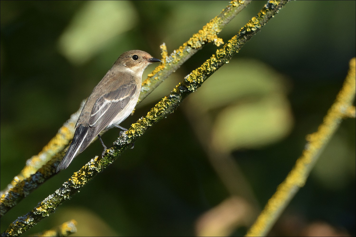 Pied Flyctacher (Bonte Vliegenvanger)