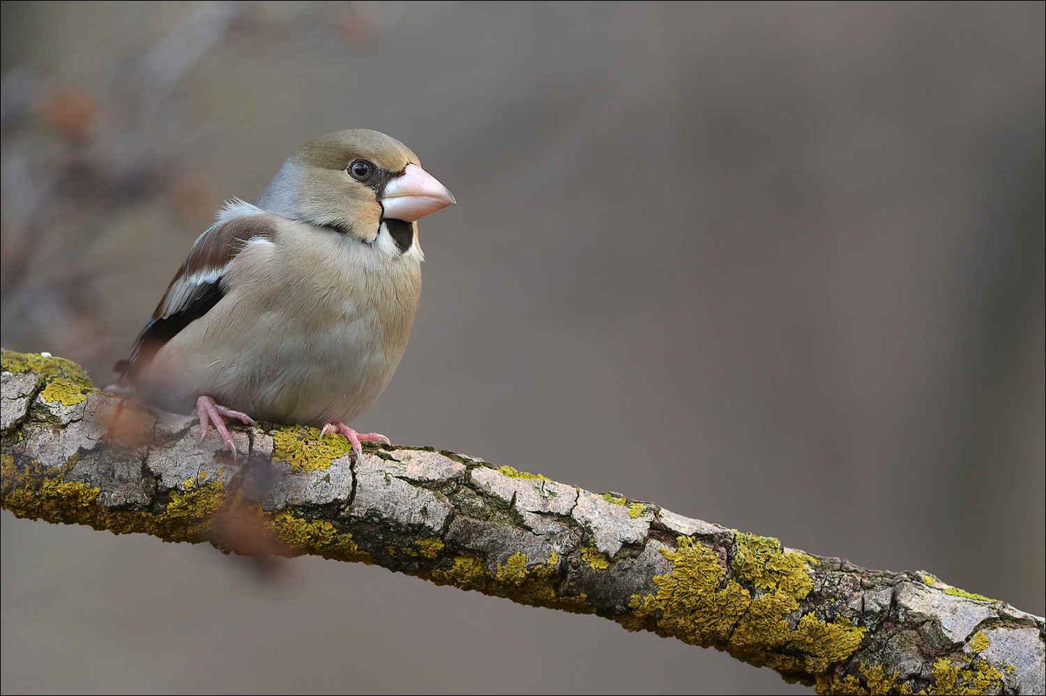 Hawfinch (Appelvink)