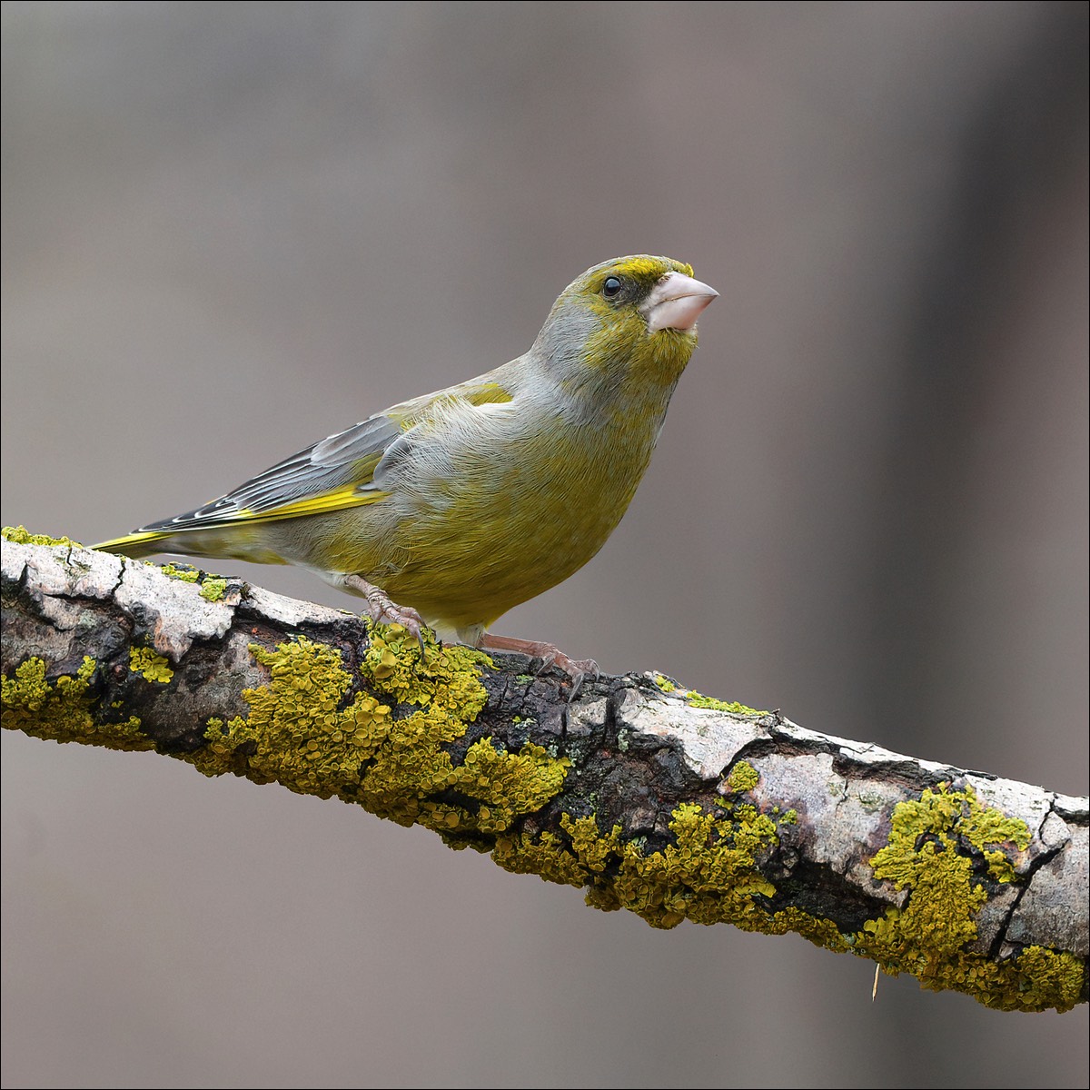 Greenfinch (Groenling)