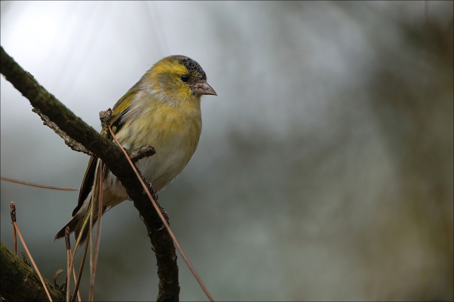 Siskin (Sijs)