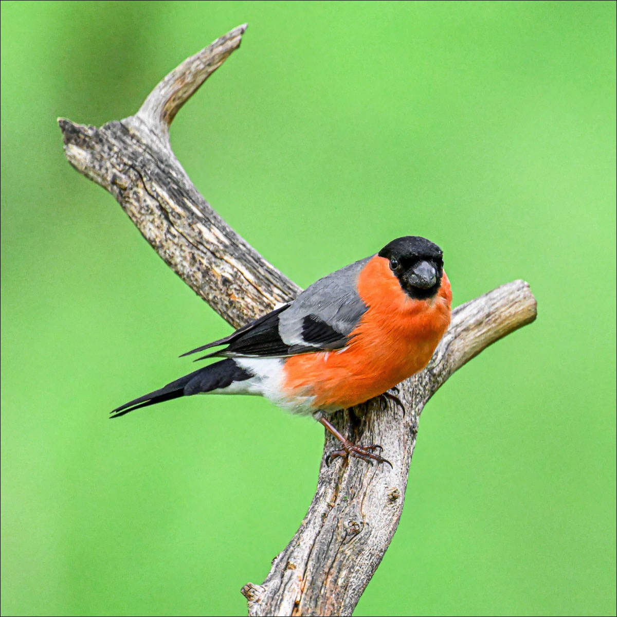 Eurasian Bullfinch (Goudvink)