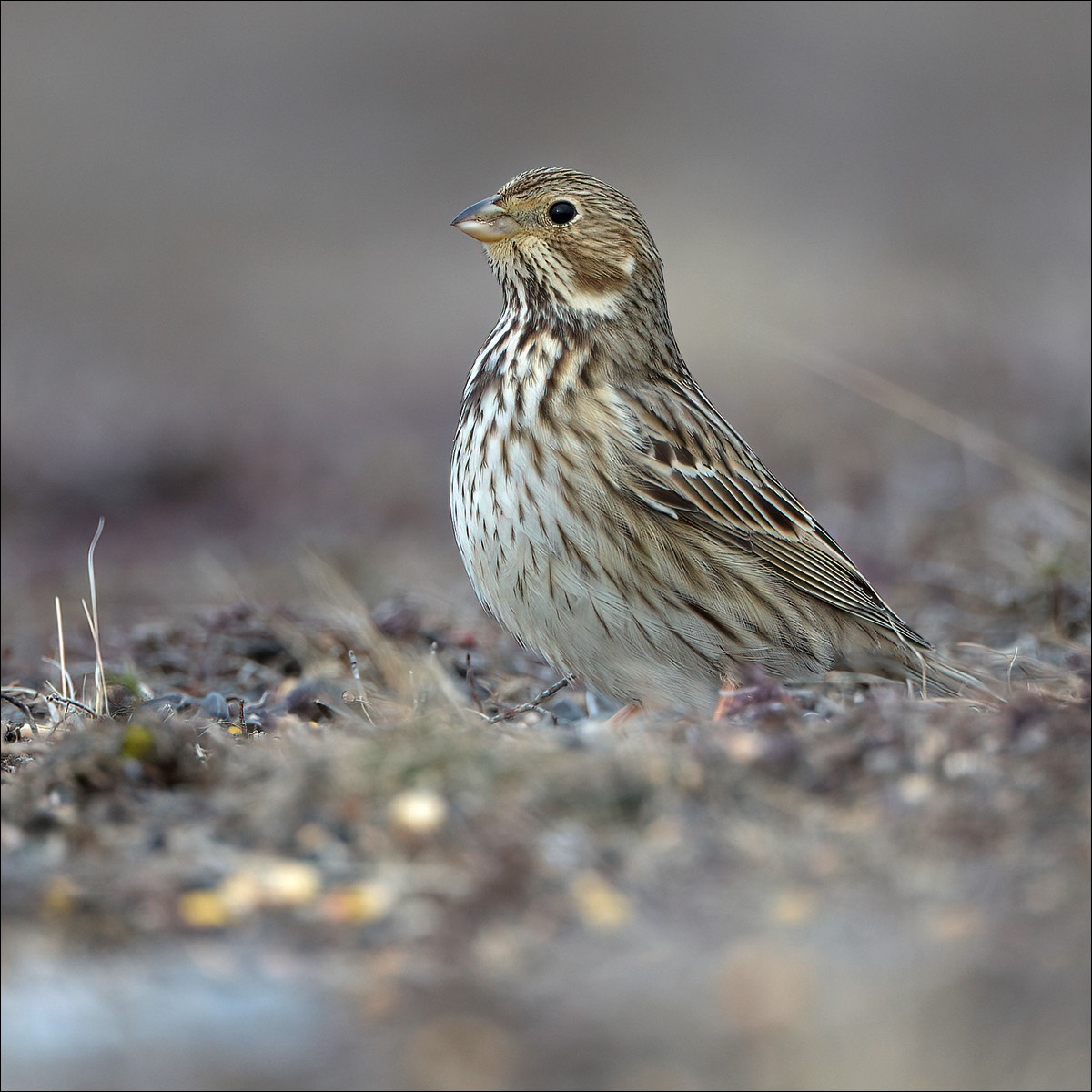 Corn Bunting (Grauwe Gors)