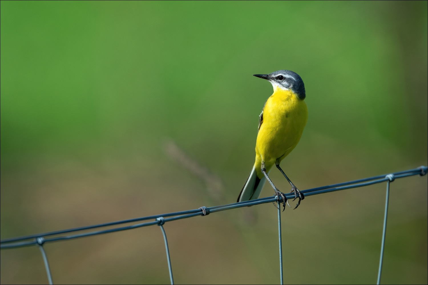 Yellow Wagtail (Gele Kwikstaart)