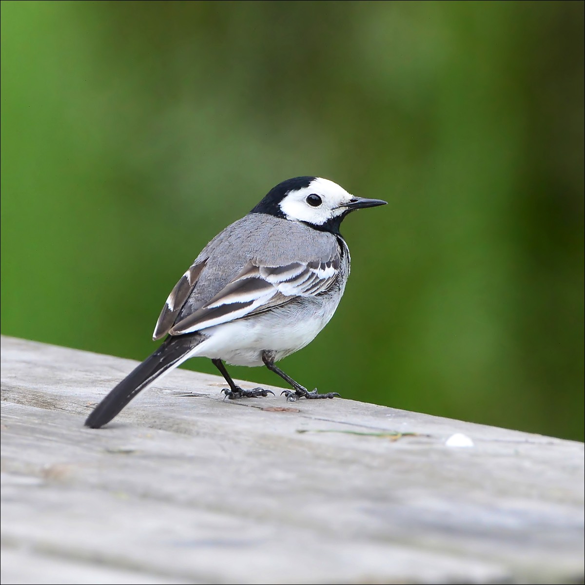 White Wagtail (Witte Kwikstaart)