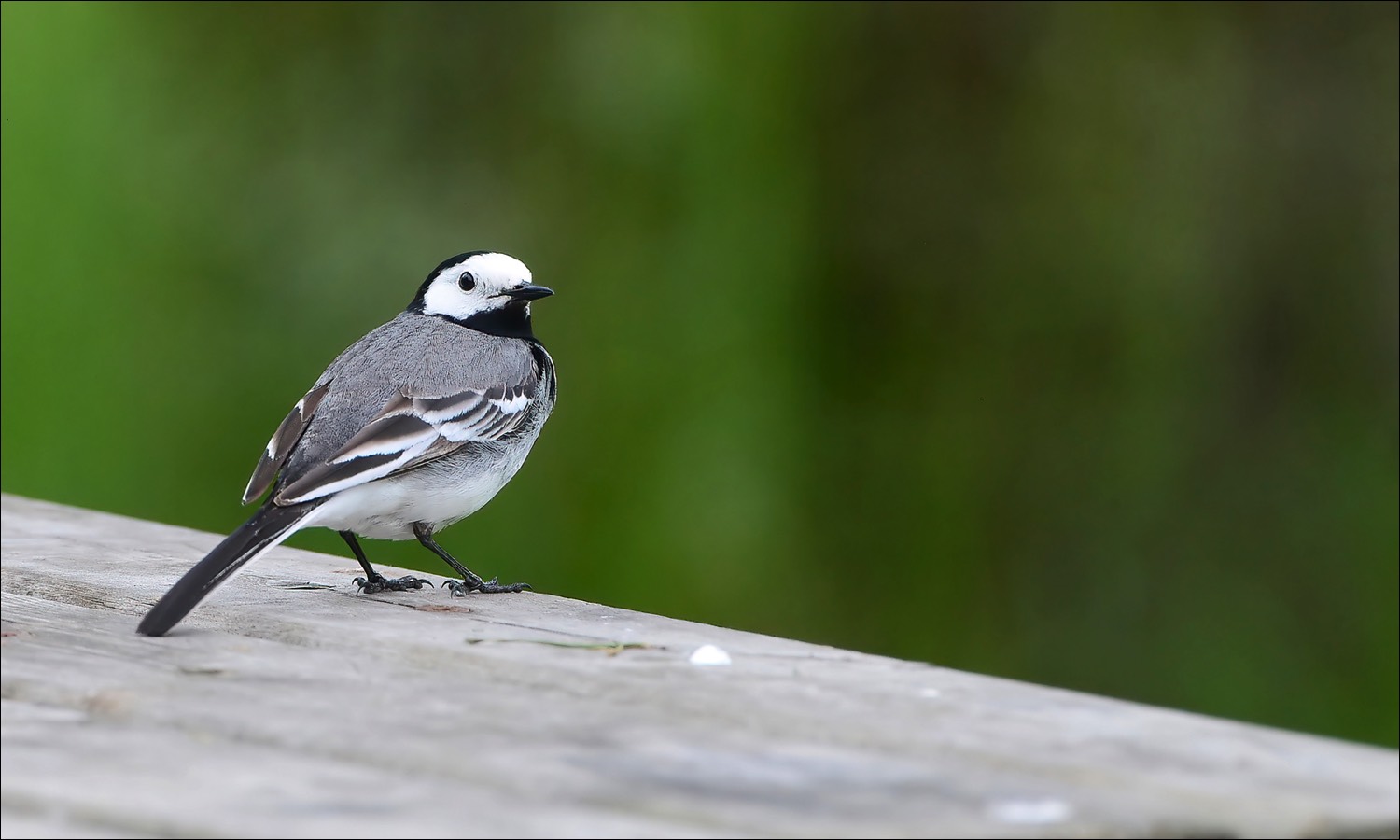 White Wagtail (Witte Kwikstaart)