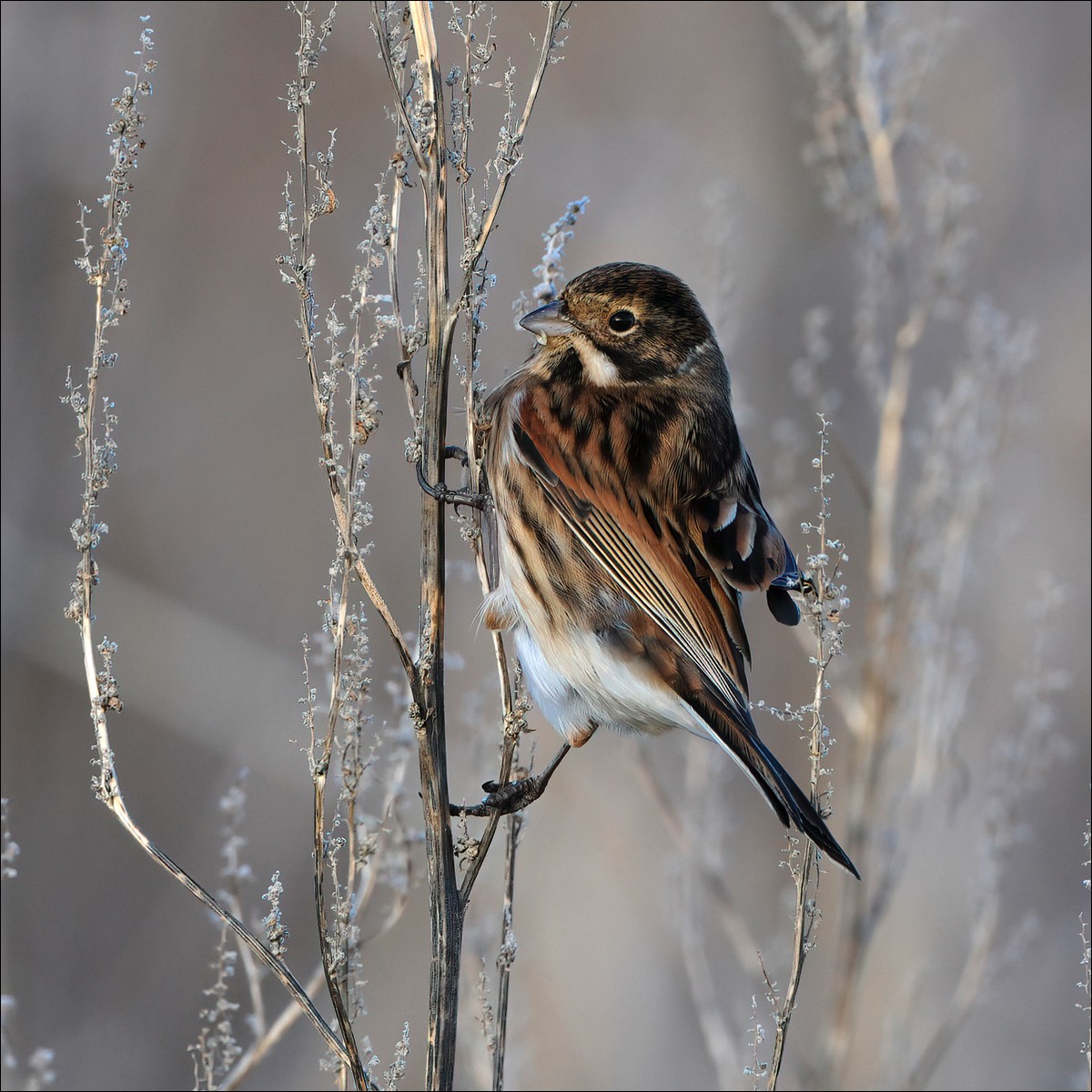 Reed Bunting (Rietgors)