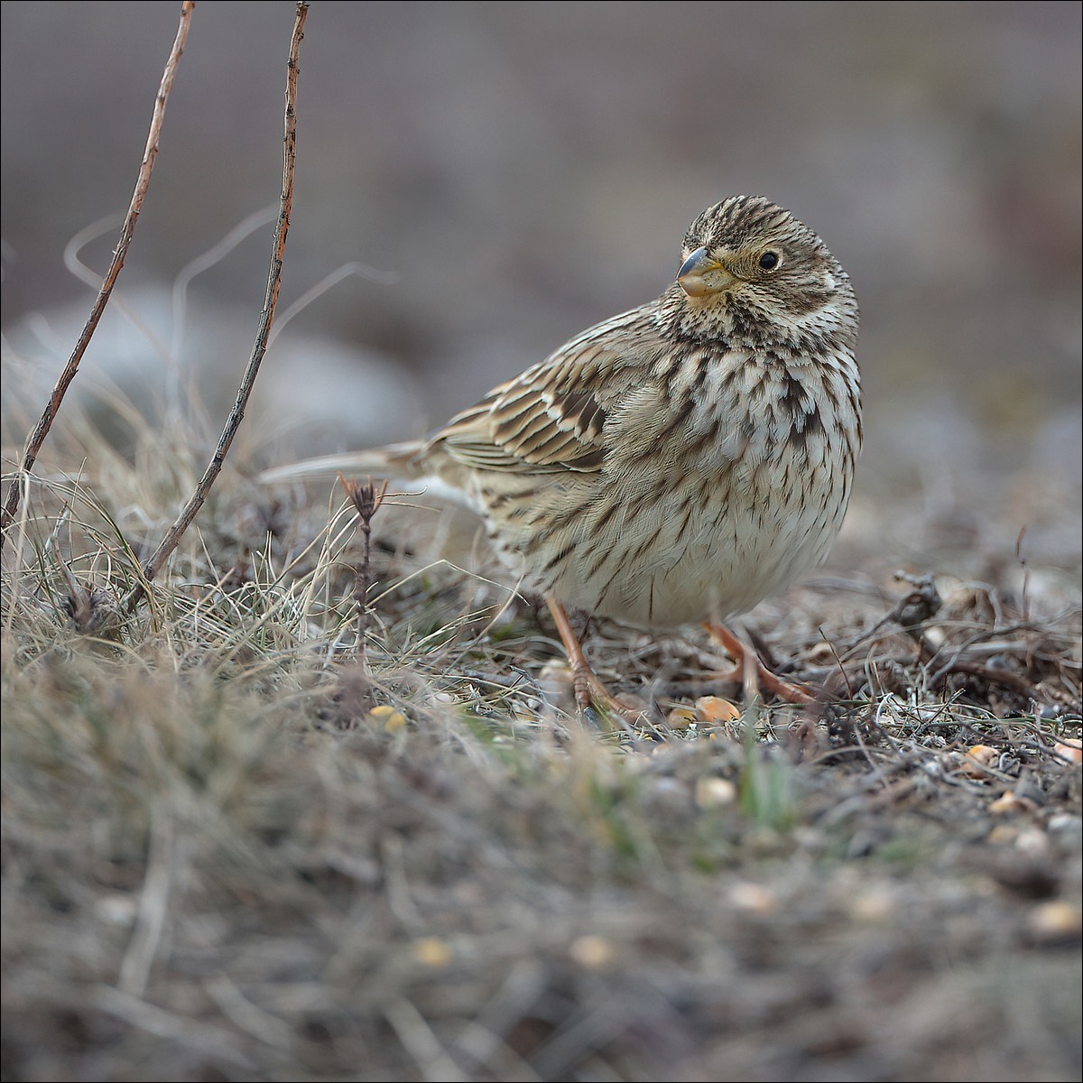 Corn Bunting (Grauwe Gors)