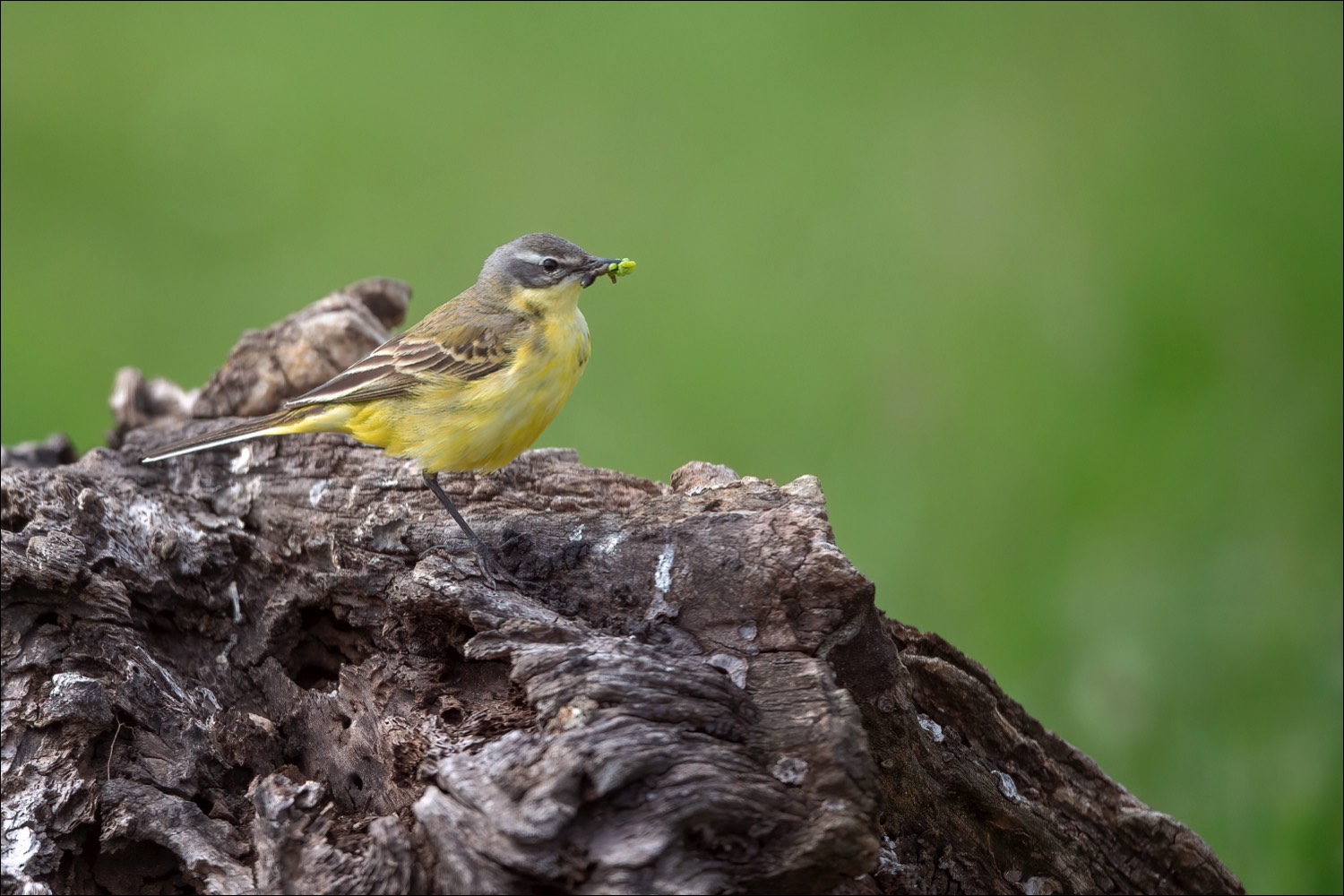 Yellow Wagtail (Gele Kwikstaart)