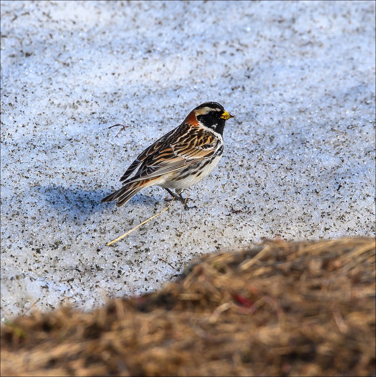 Lapland Longspur (Ijsgors)