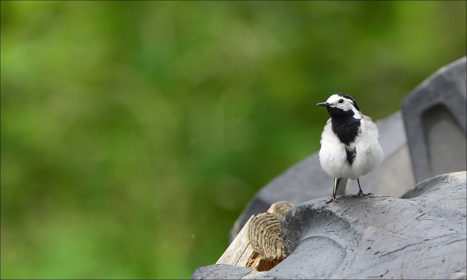 White Wagtail (Witte Kwikstaart)