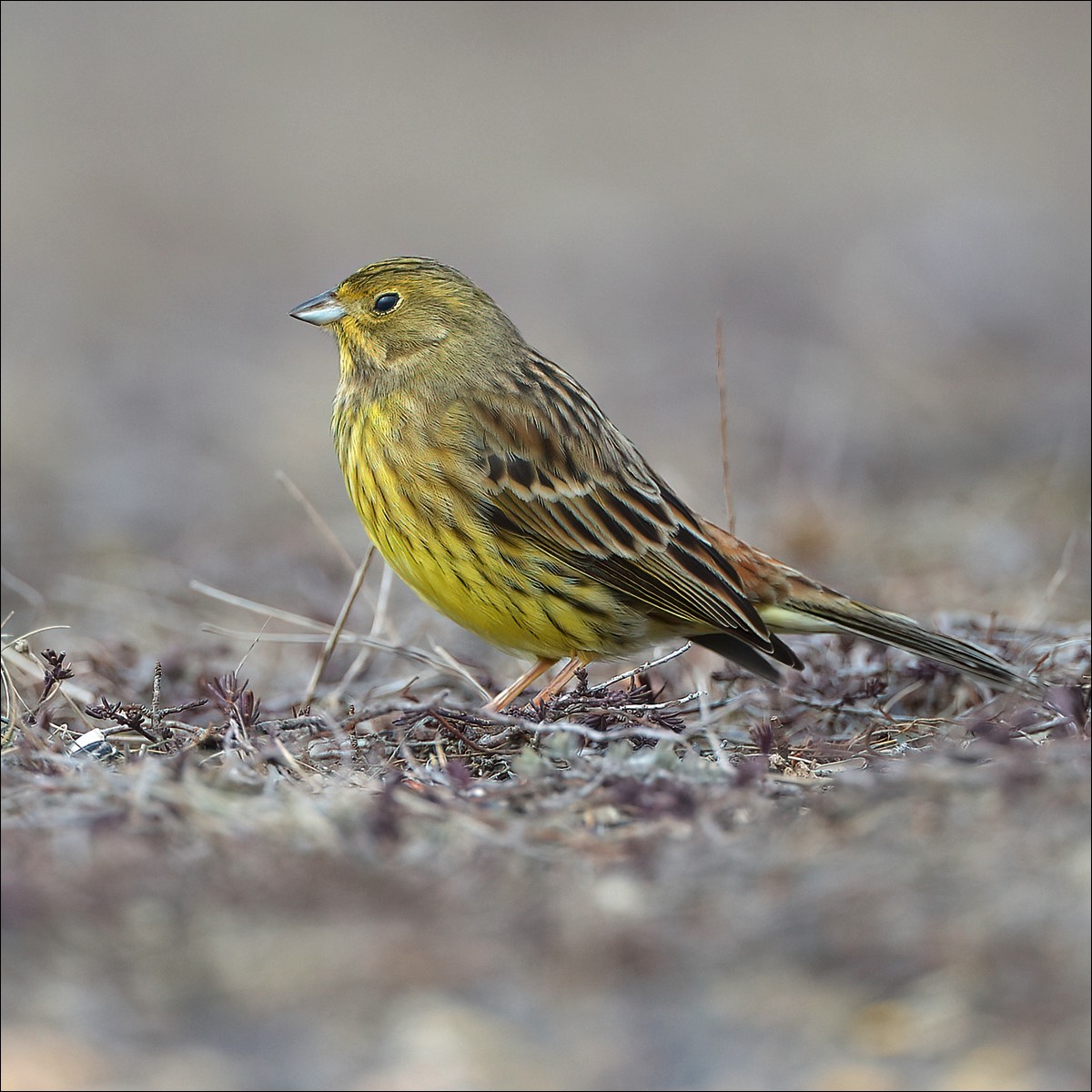 Yellowhammer (Geelgors)