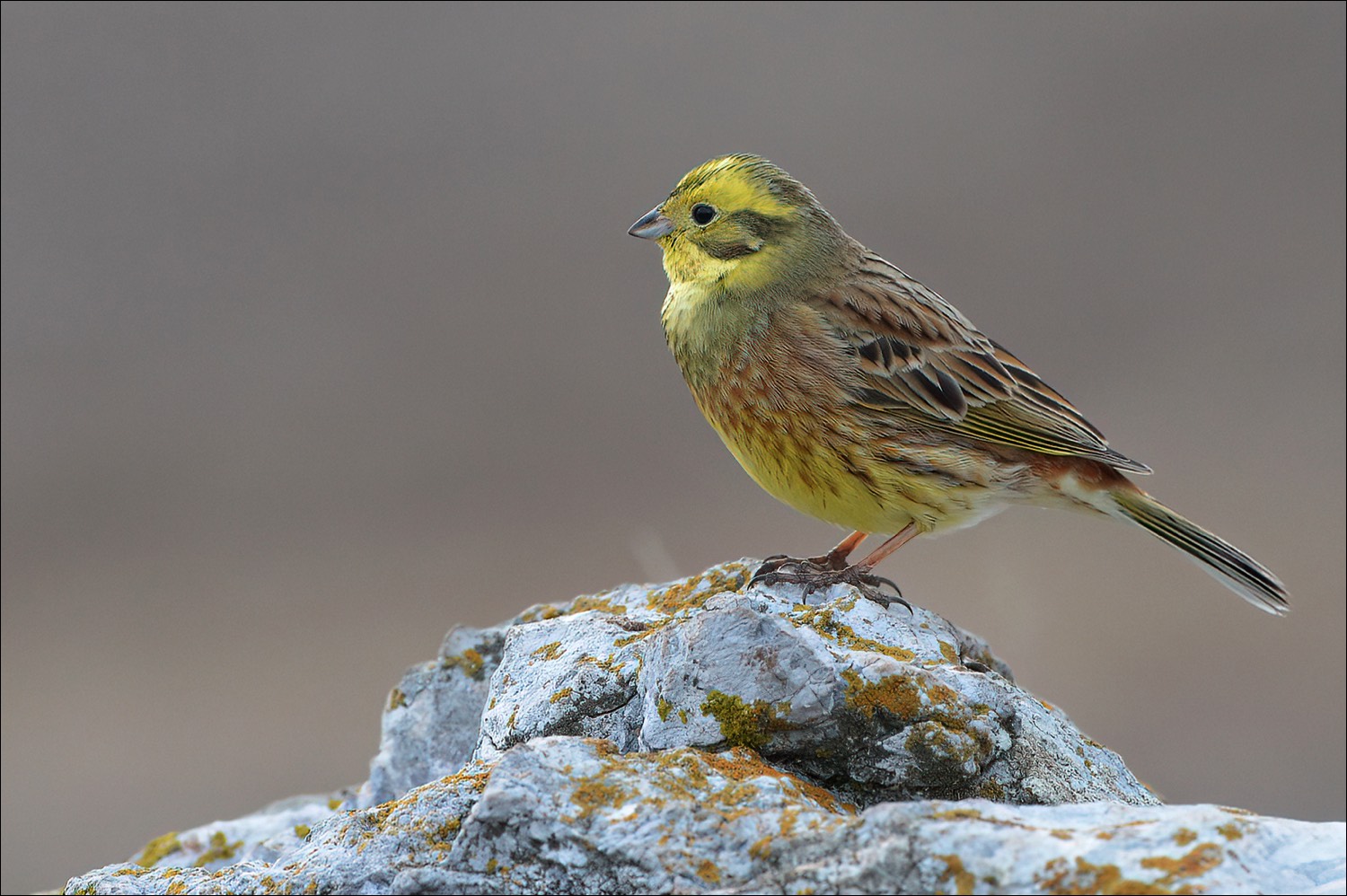 Yellowhammer (Geelgors)