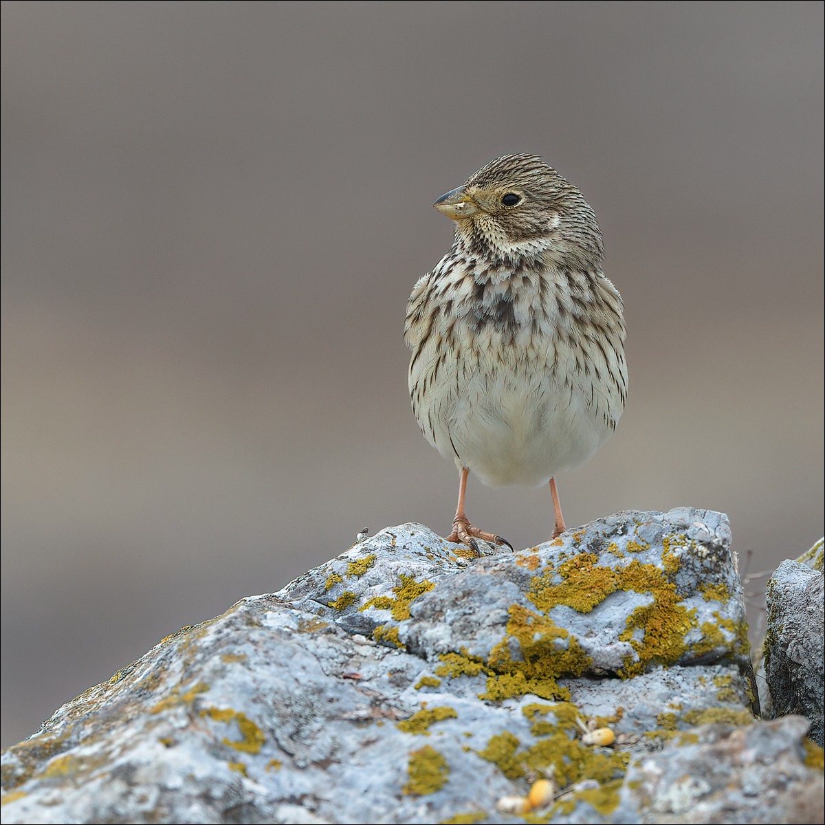 Corn Bunting (Grauwe Gors)