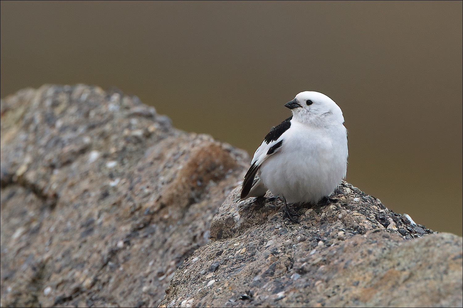 Snow Bunting (Sneeuwgors)