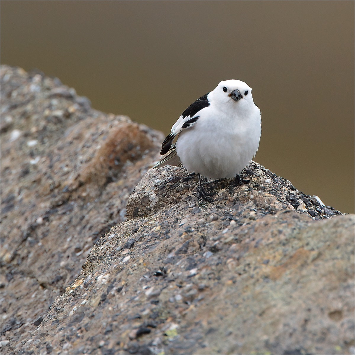 Snow Bunting (Sneeuwgors)