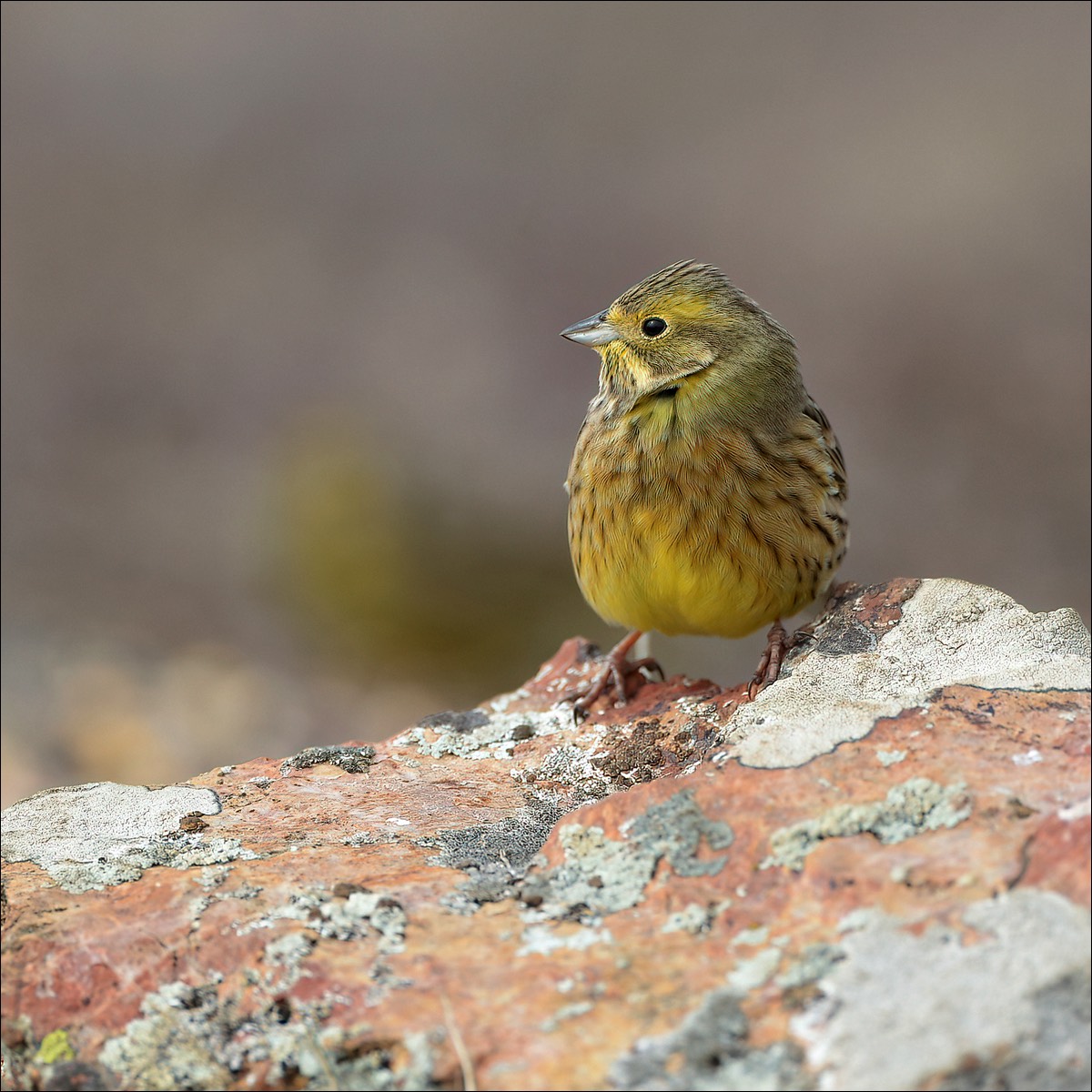 Yellowhammer (Geelgors)