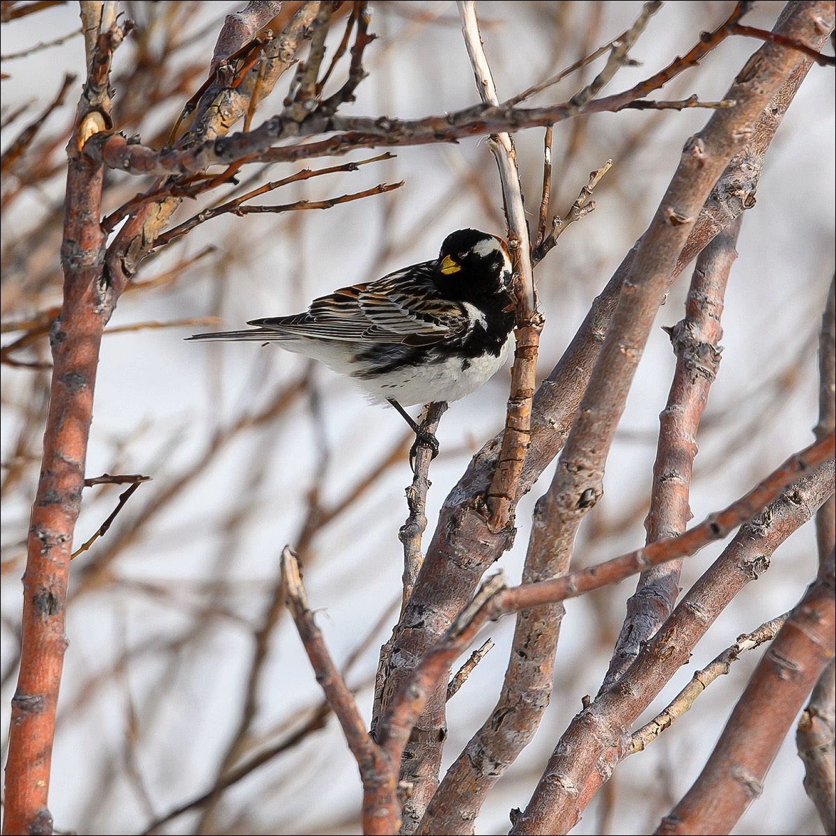 Lapland Longspur (Ijsgors)