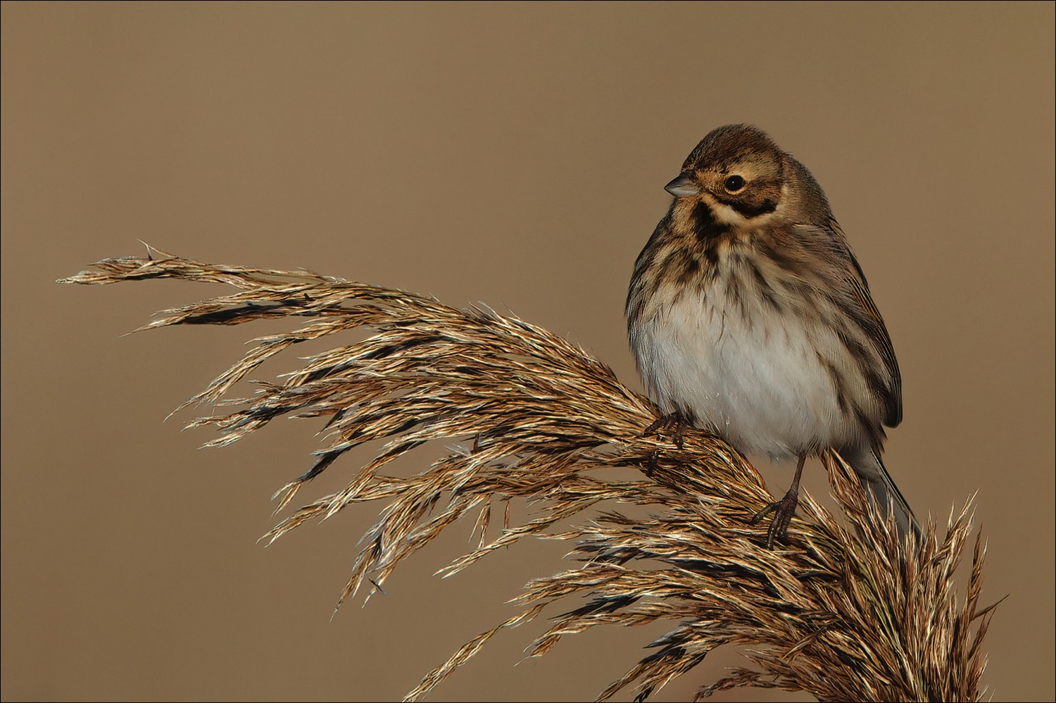 Reed Bunting (Rietgors)