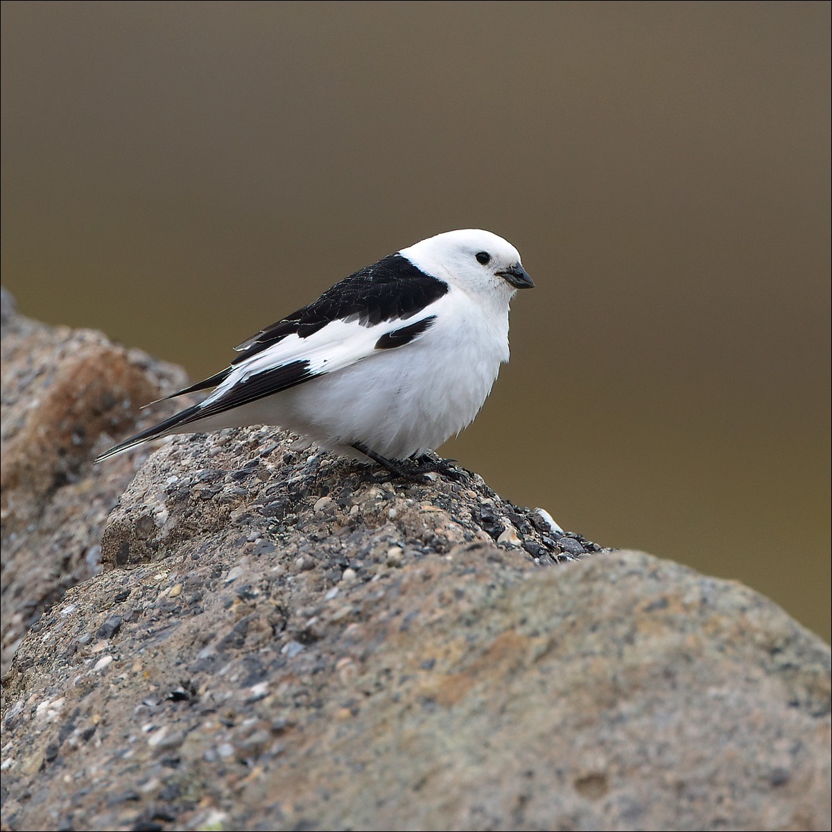 Snow Bunting (Sneeuwgors)