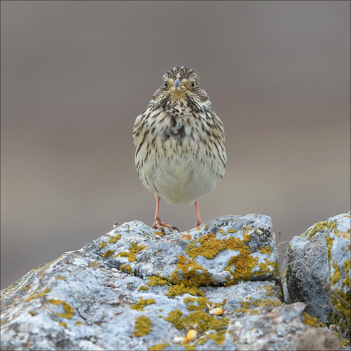 Corn Bunting (Grauwe Gors)