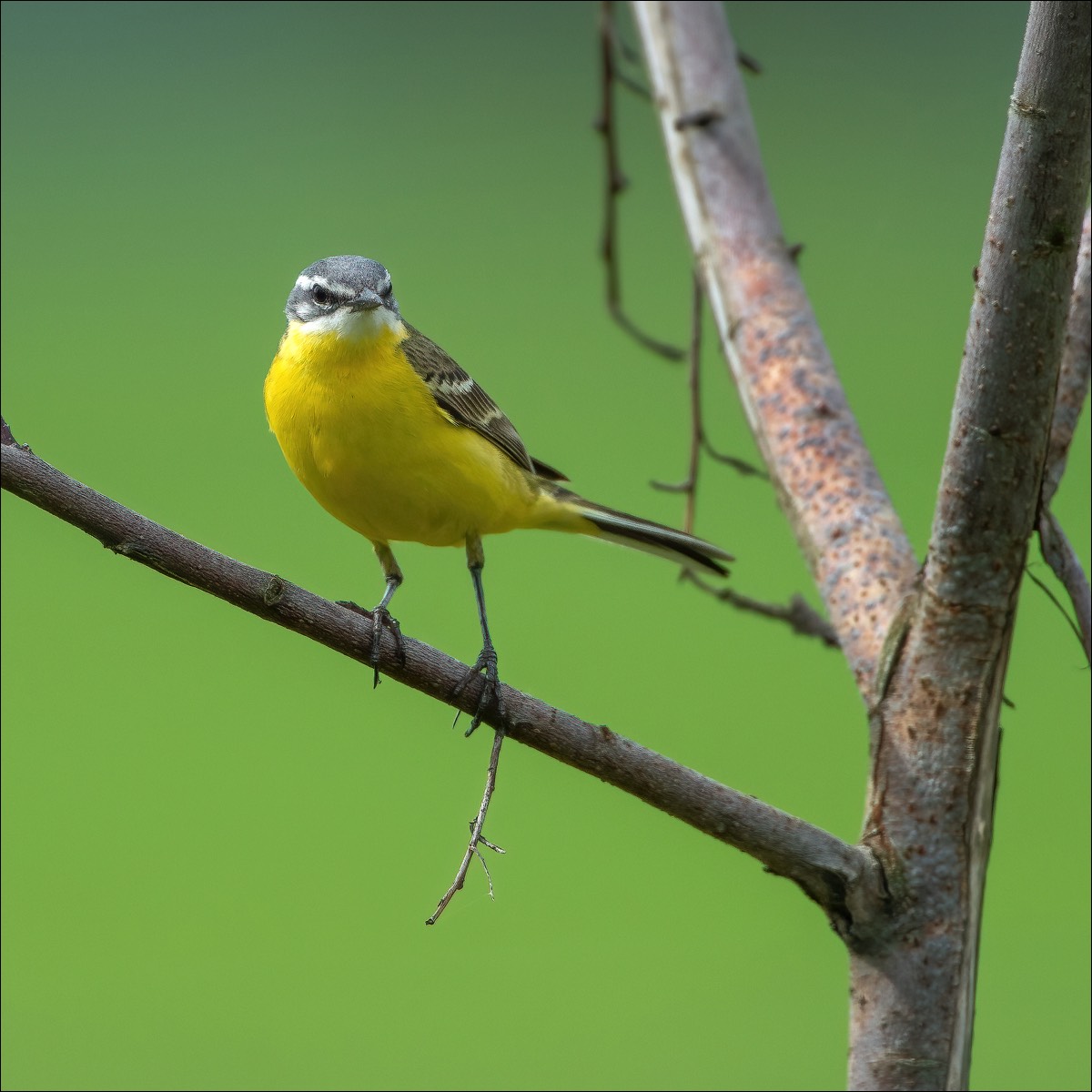 Yellow Wagtail (Gele Kwikstaart)