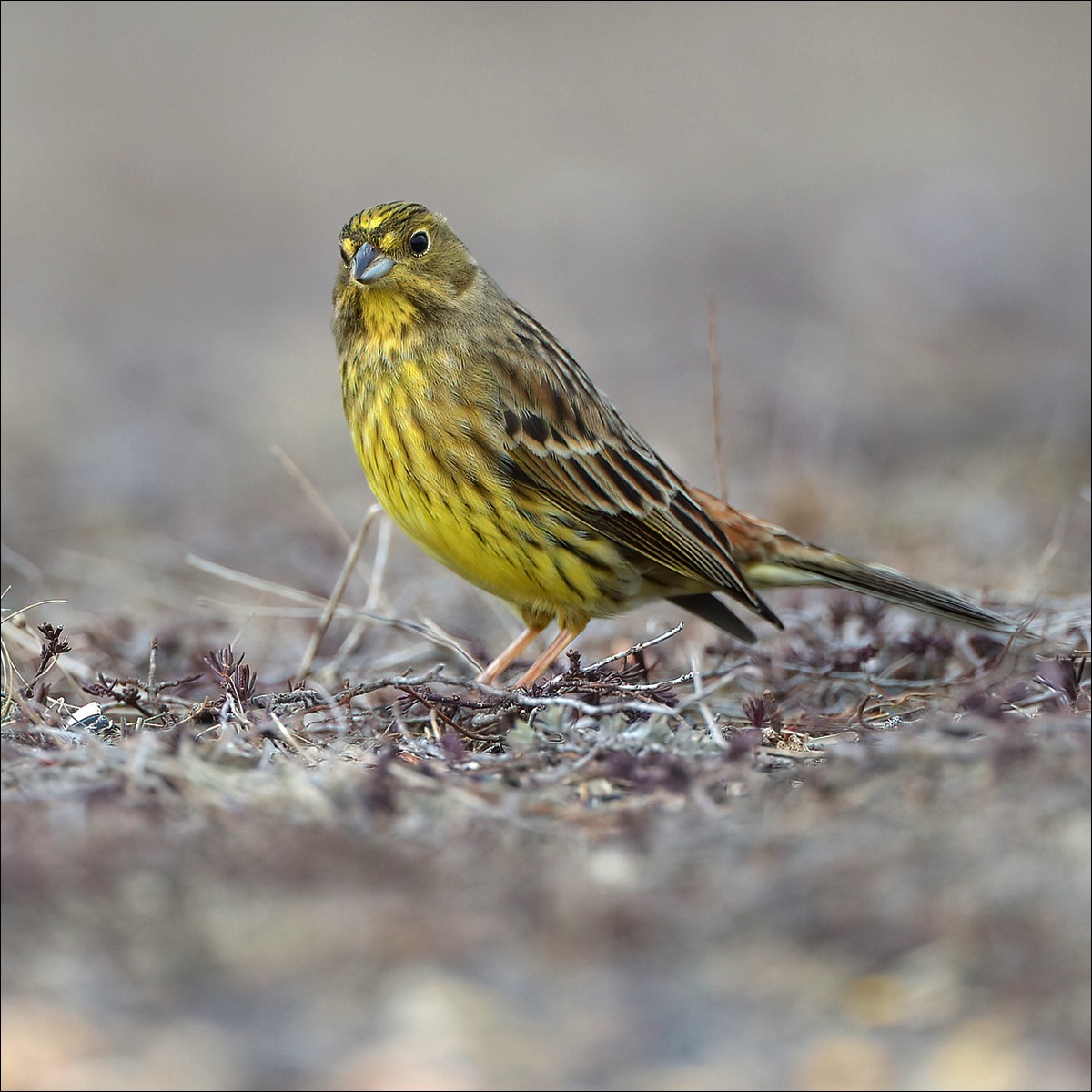 Yellowhammer (Geelgors)