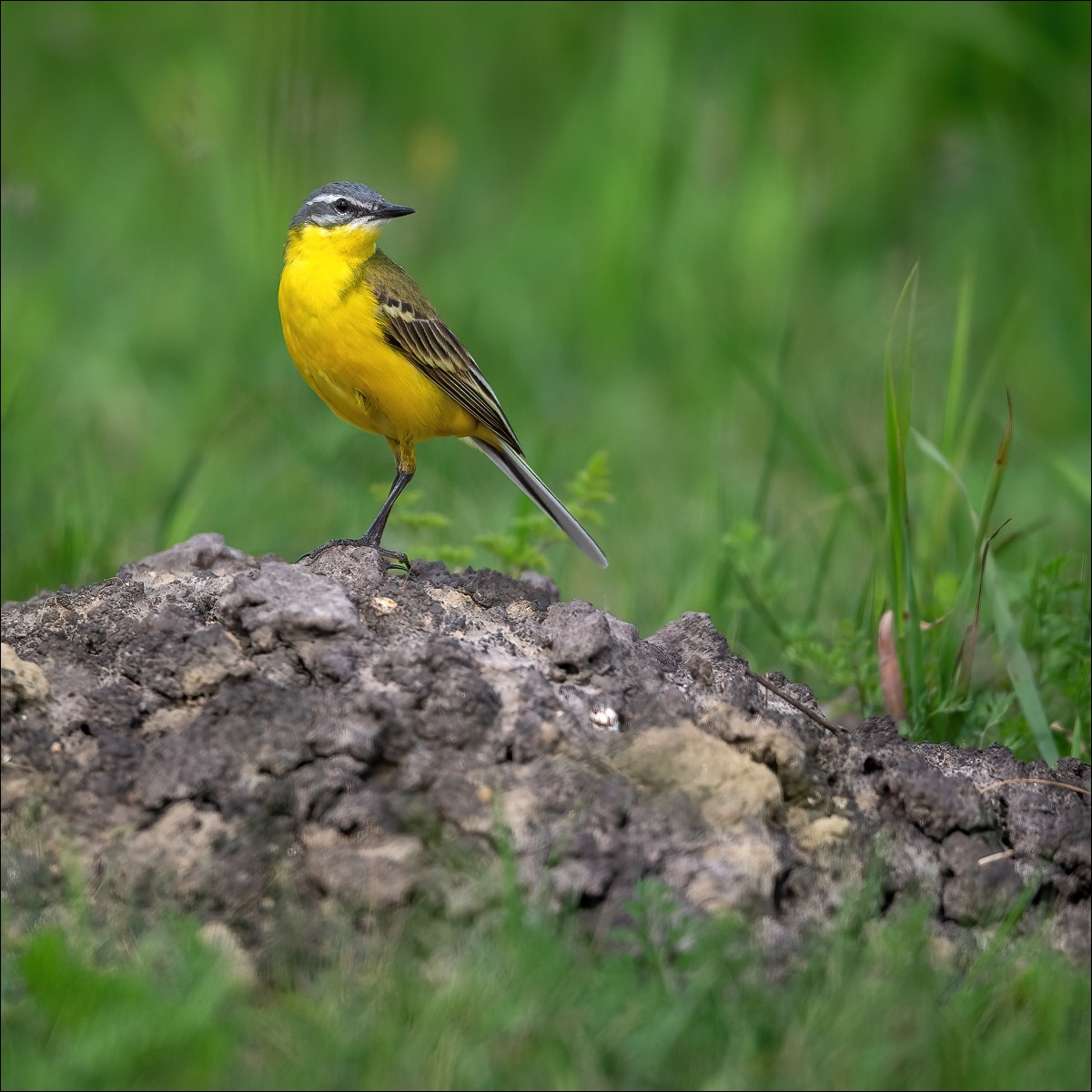 Yellow Wagtail (Gele Kwikstaart)