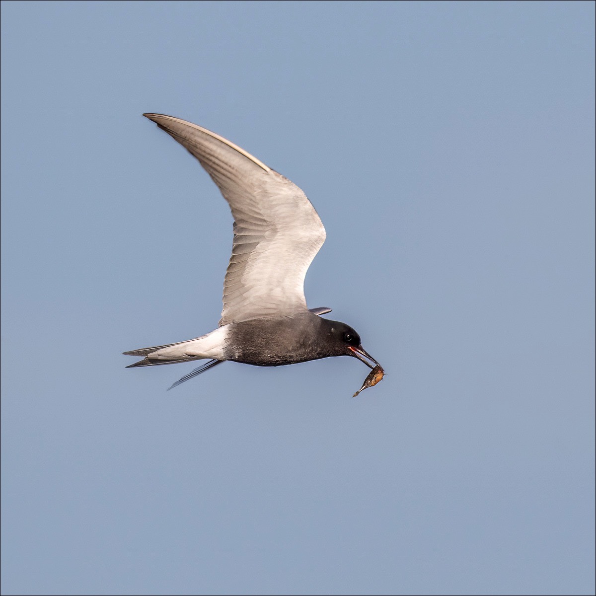 Black Tern (Zwarte Stern)