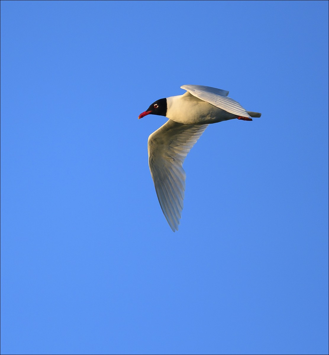 Mediterranean Gull (Zwartkopmeeuw)