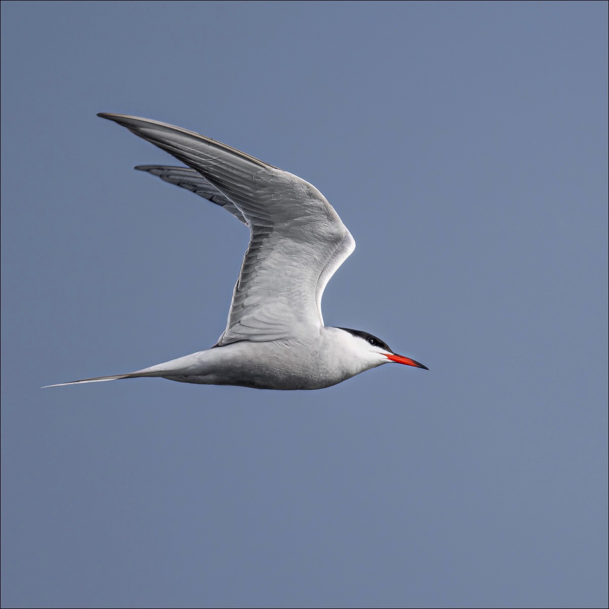 Common Tern (Visdief)