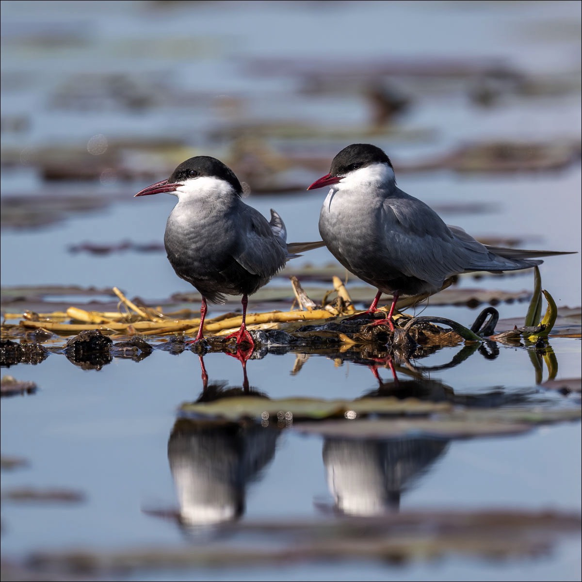 Whiskered Tern (Witwangstern)