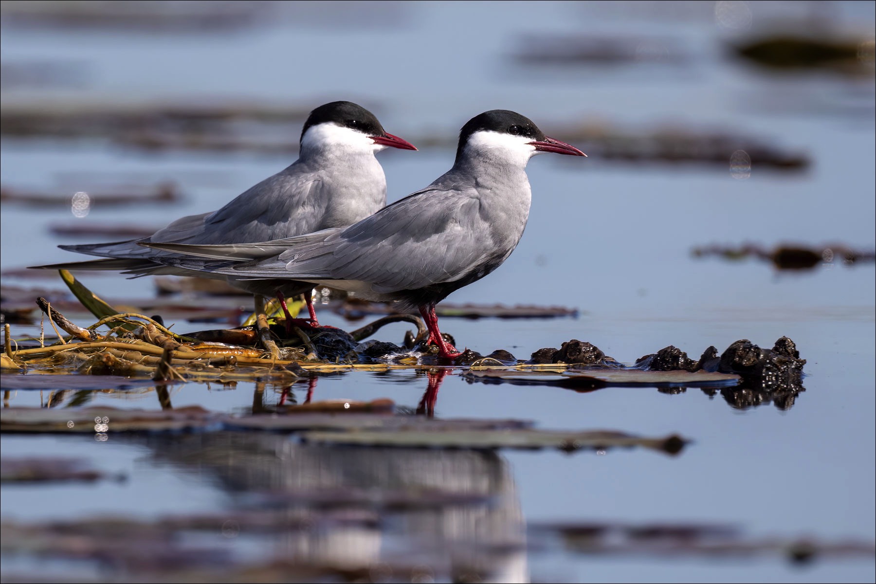 Whiskered Tern (Witwangstern)