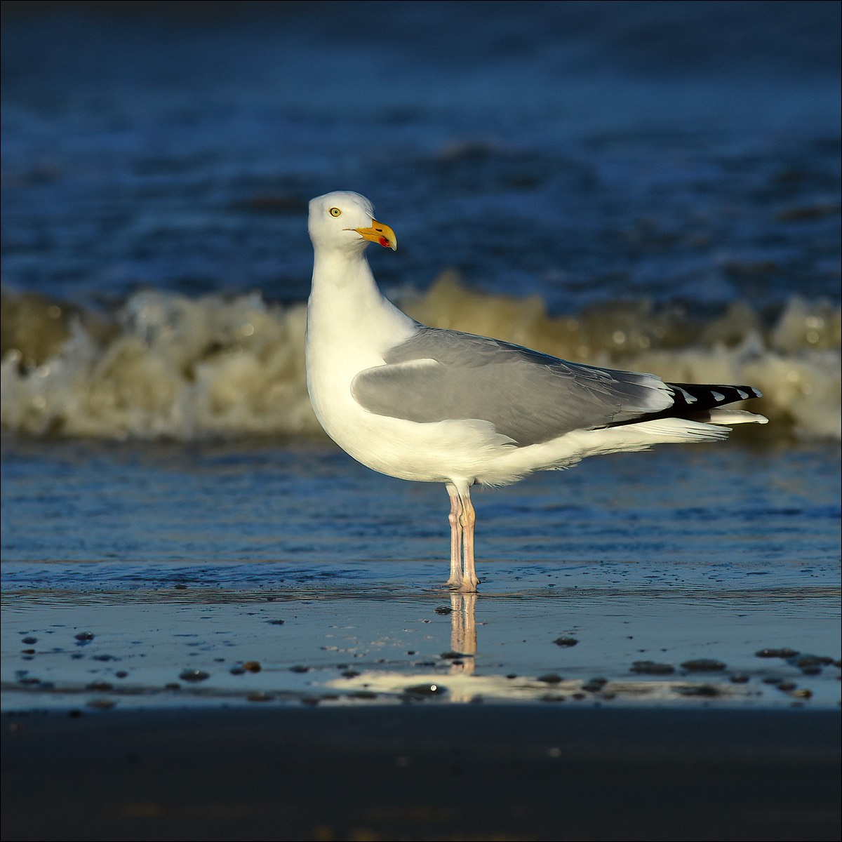 Herring Gull (Zilvermeeuw)