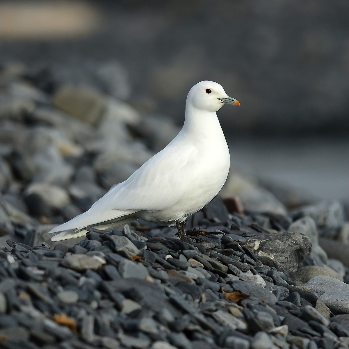 Ivory Gull (Ivoormeeuw)