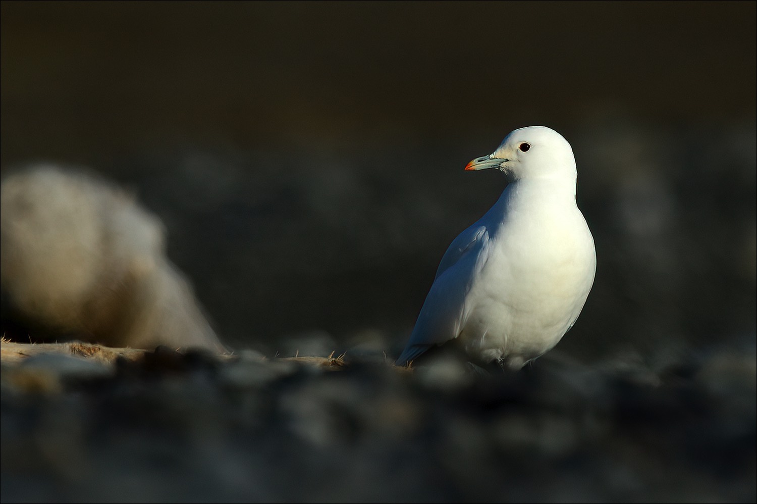 Ivory Gull (Ivoormeeuw)