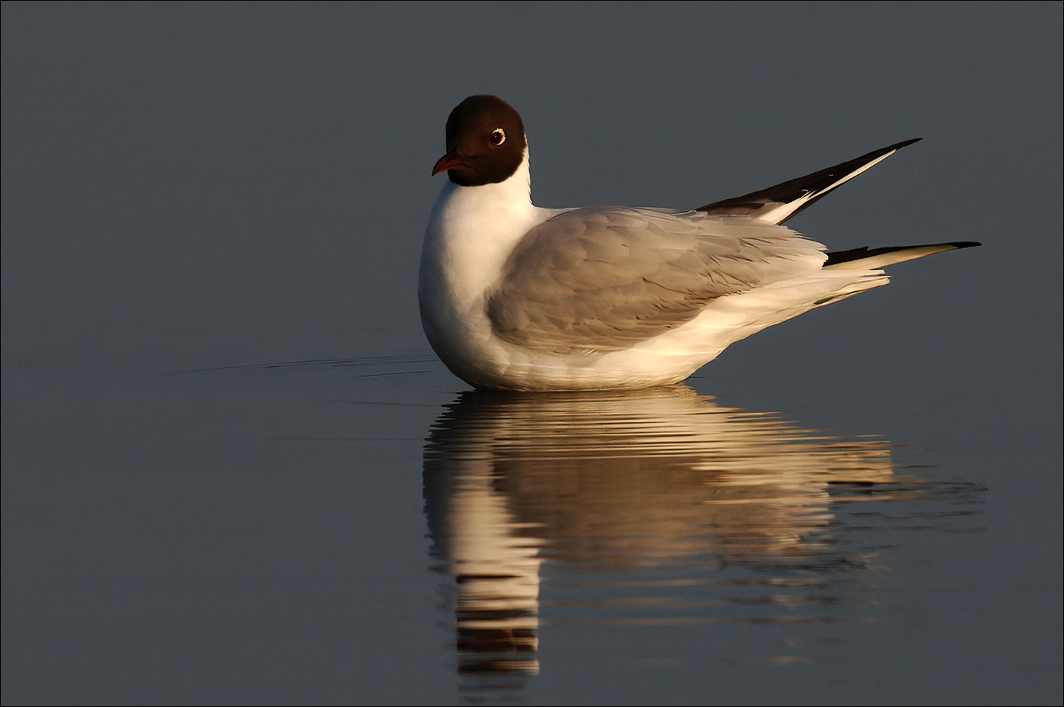 Black-headed Gull (Kokmeeuw)