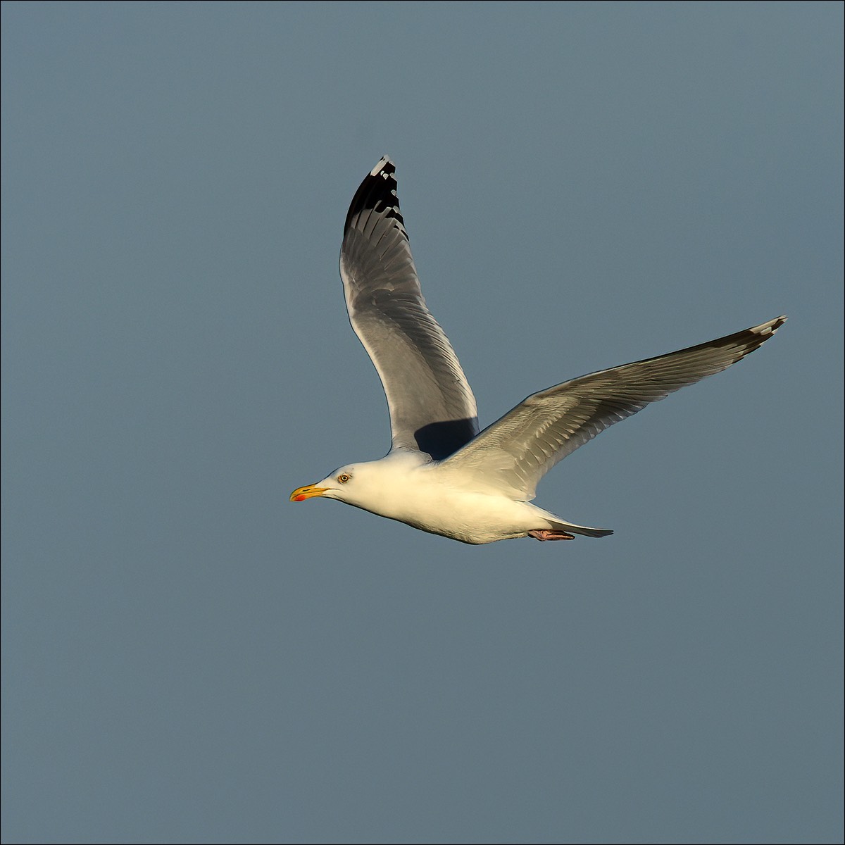 Herring Gull (Zilvermeeuw)