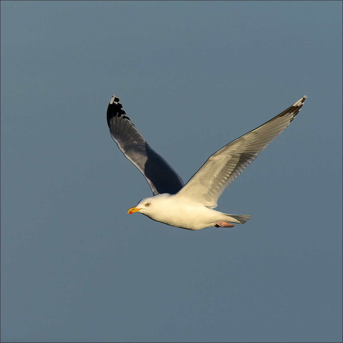 Herring Gull (Zilvermeeuw)