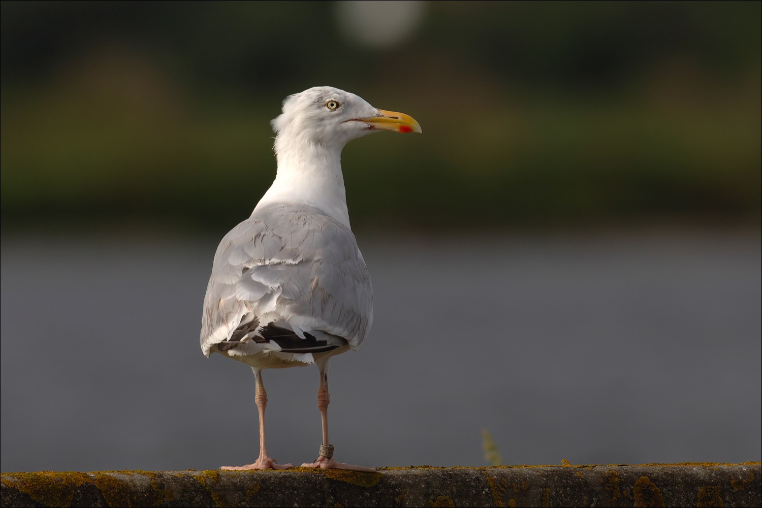 Herring Gull (Zilvermeeuw)