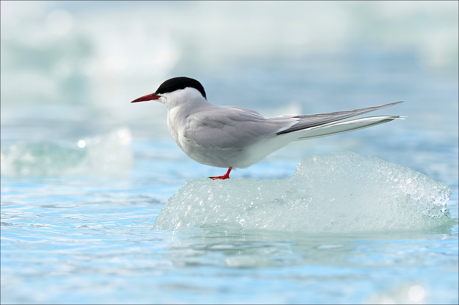 Arctic Tern (Noordse Stern)