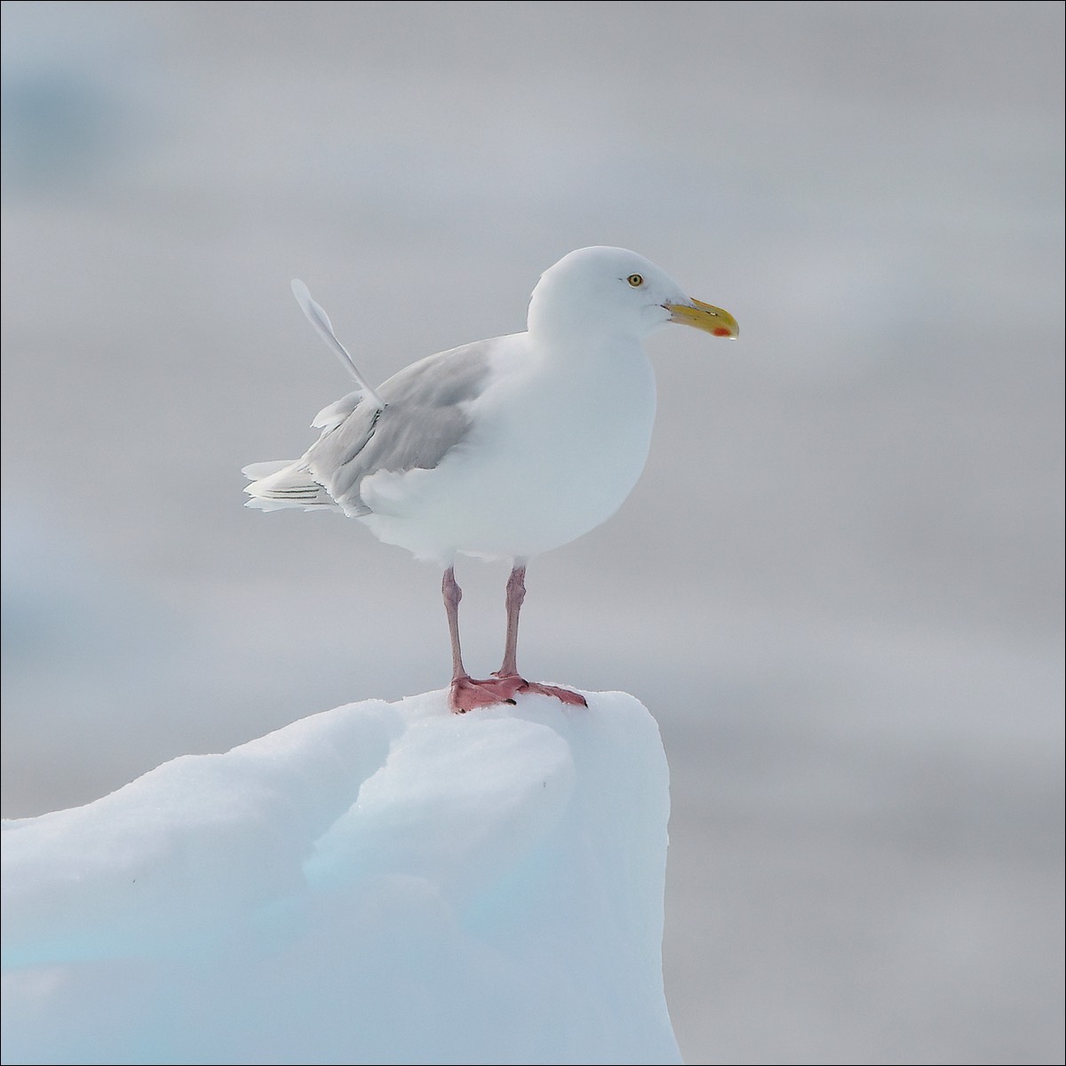 Glaucous Gull (Grote Burgemeester)