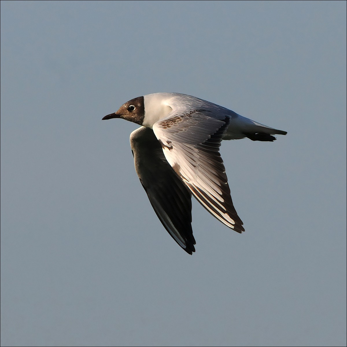 Black-headed Gull (Kokmeeuw)