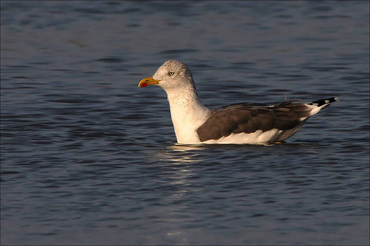 Lesser Black-backed Gull (Kleine Mantelmeeuw)