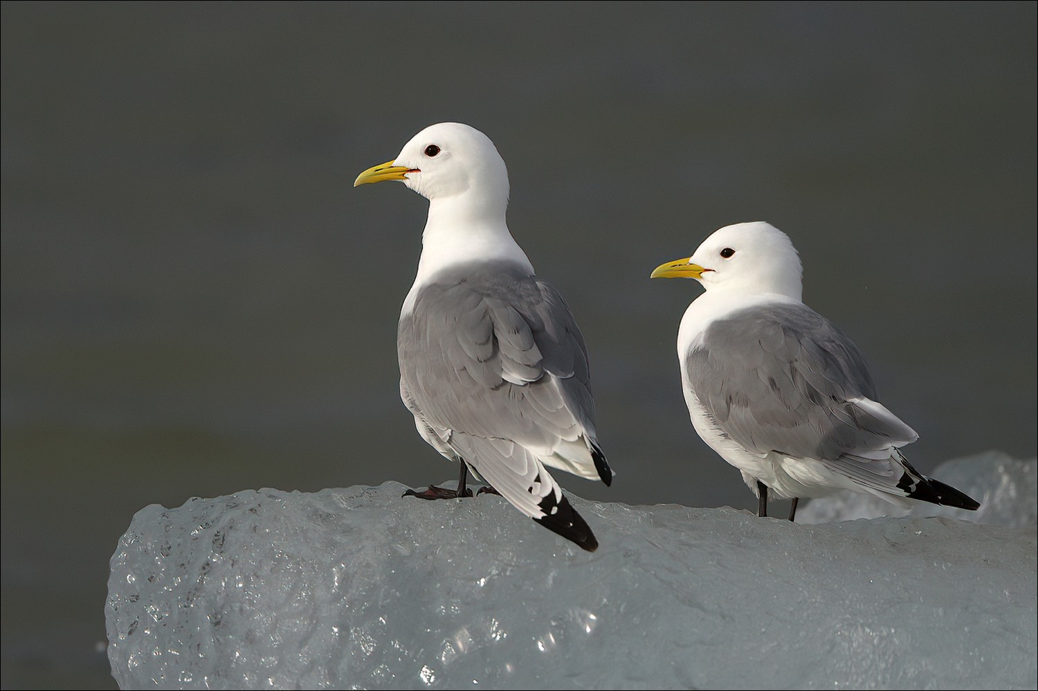 Kittiwake (Drieteenmeeuw)