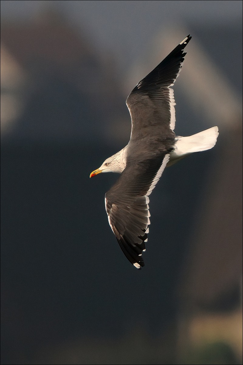 Lesser Black-backed Gull (Kleine Mantelmeeuw)