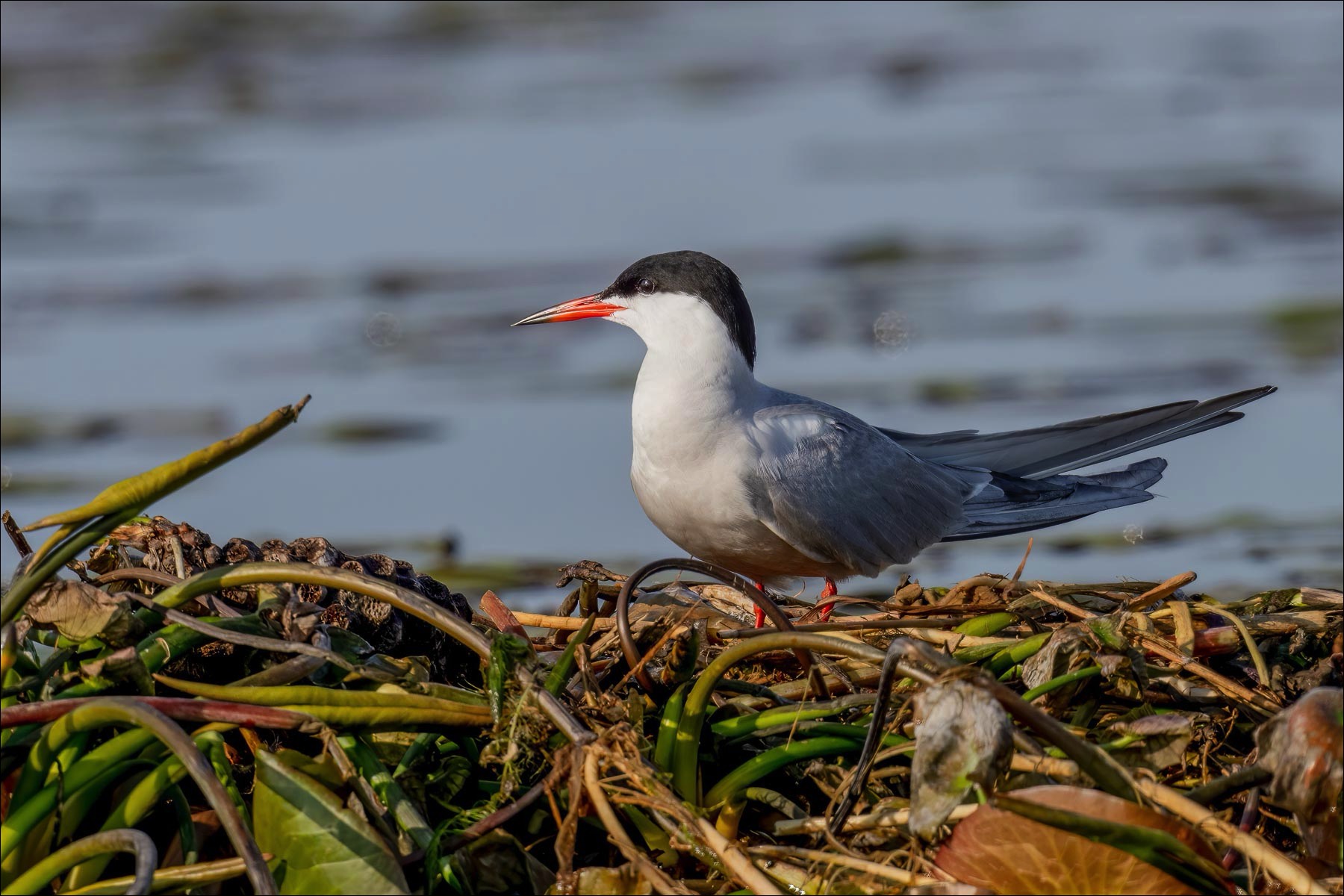 Common Tern (Visdief)