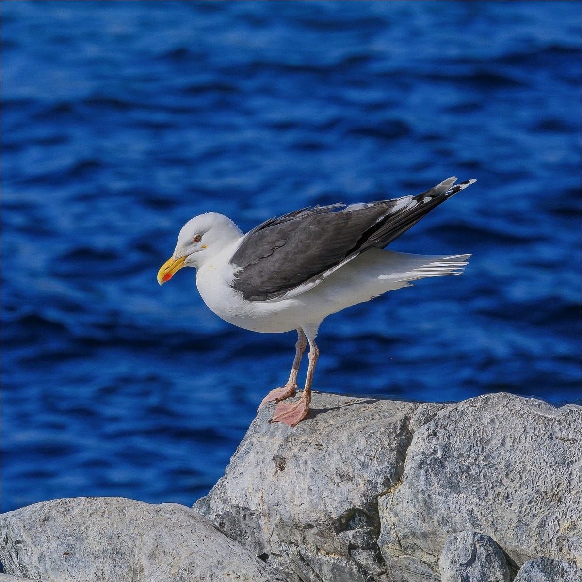 Great Black-backed Gull (Grote Mantelmeeuw)