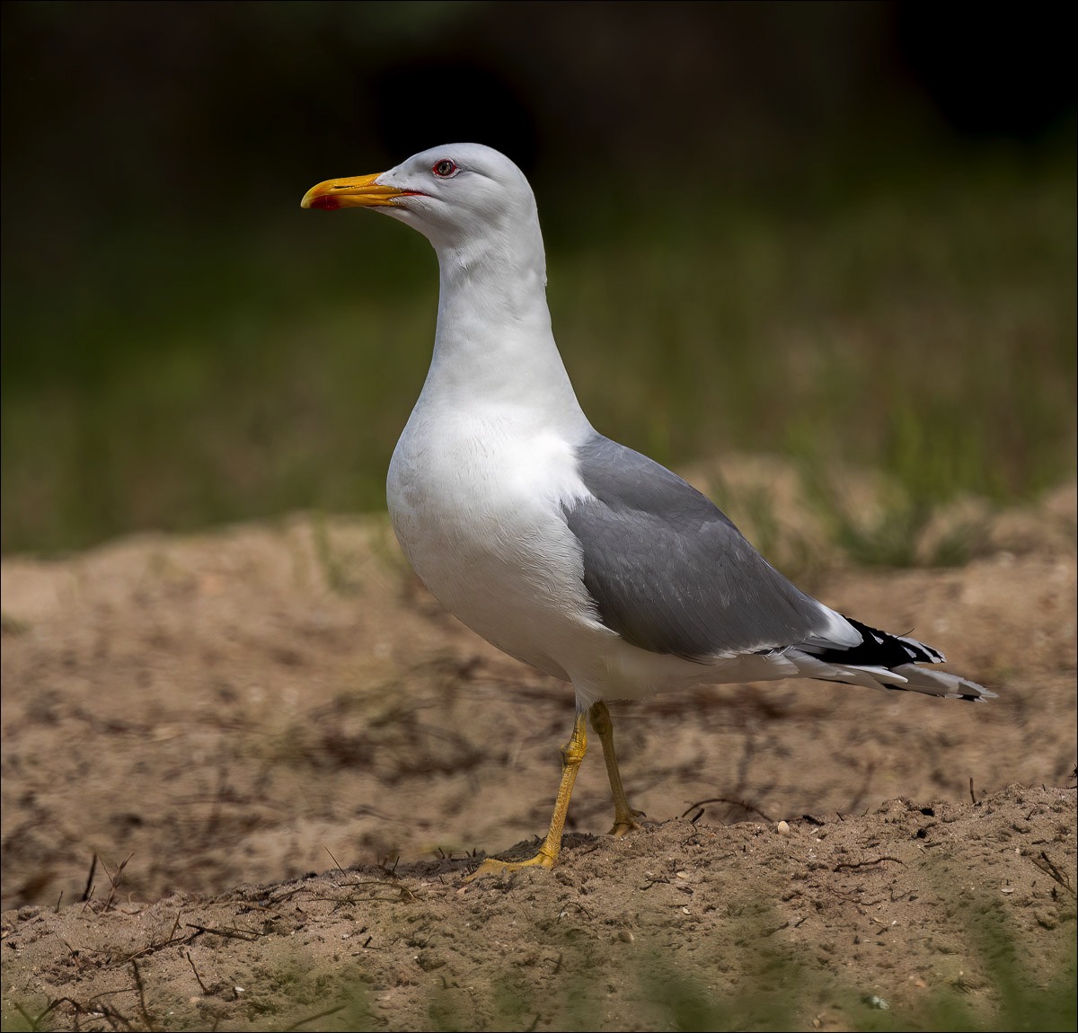 Yellow-legged Gull (Geelpootmeeuw)