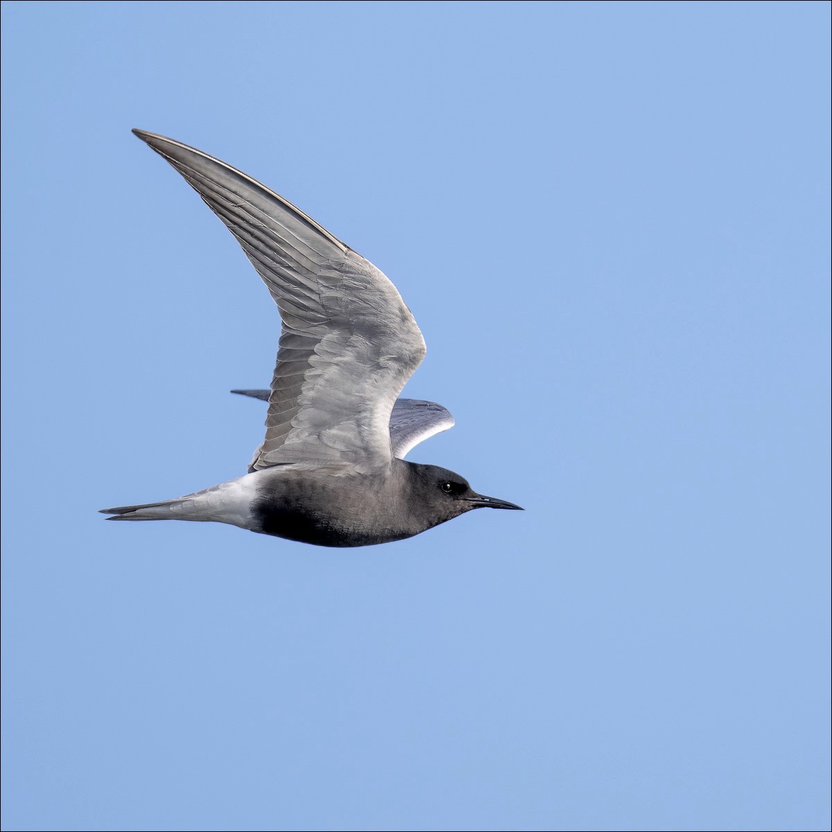 Black Tern (Zwarte Stern)